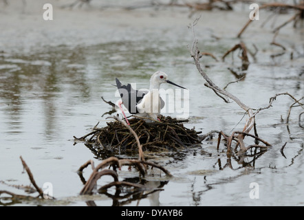 schöne Stelzenläufer schlüpfen Ei über dem Wasser Stockfoto