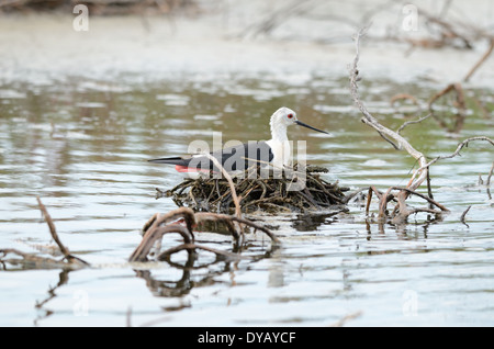 schöne Stelzenläufer schlüpfen Ei über dem Wasser Stockfoto