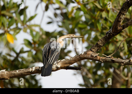 Afrikanische Darter Anhinga Rufa Gambia, Westafrika BI025022 Stockfoto