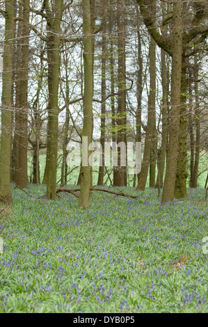 Hampshire, UK. 12. April 2014. Wilden englischen Bluebells beginnen zu blühen, Teppichboden ein Holz in Hampshire UK, 12. April 2014. Bildnachweis: Flashspix/Alamy Live-Nachrichten Stockfoto