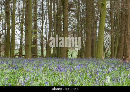 Hampshire, UK. 12. April 2014. Wilden englischen Bluebells beginnen zu blühen Credit: Flashspix/Alamy Live News Stockfoto