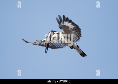 Pied Kingfisher - schweben während der Jagd nach Fischen Ceryle Rudis Gambia, Westafrika BI025289 Stockfoto