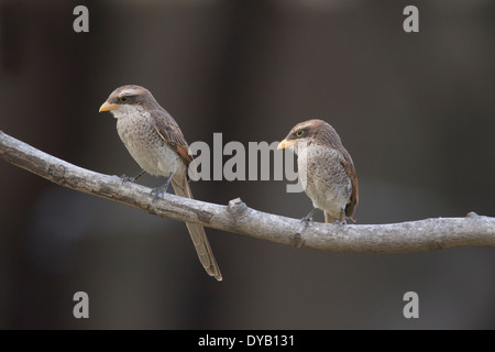 Gelb-billed Shrike Corvinella Corvina Gambia, Westafrika BI025440 Stockfoto