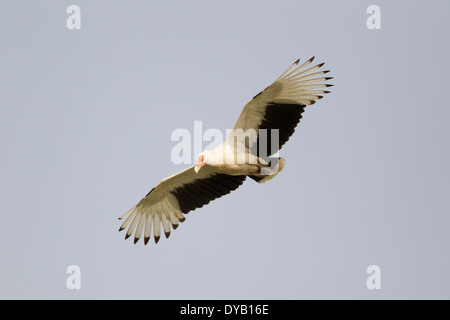 Palme-Nuß Geier - Flug Gypohierax Angolensis Gambia, Westafrika BI025534 Stockfoto