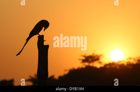 Schwarzer Drongo auf einem Pfahl sitzend und untergehende Sonne Stockfoto