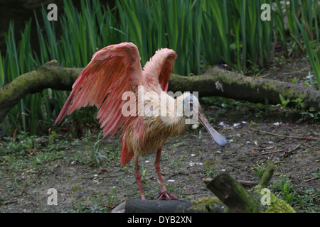 Rosige Löffler (Platalea Ajaja) Stockfoto