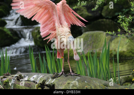 Rosige Löffler (Platalea Ajaja) mit den Flügeln Stockfoto