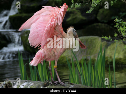 Rosige Löffler (Platalea Ajaja) mit Flügeln Stockfoto