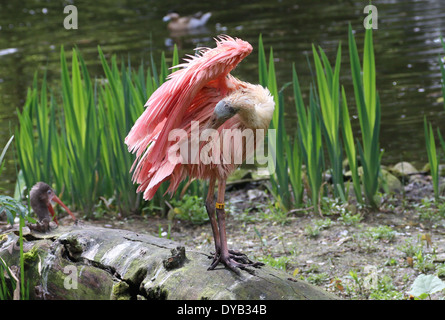 Rosige Löffler (Platalea Ajaja) reinigen und putzen Federn Stockfoto