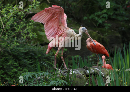 Rosige Löffler (Platalea Ajaja) Stockfoto