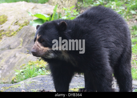 Spectacled oder Anden Bär (Tremarctos Ornatus) Nahaufnahme Stockfoto