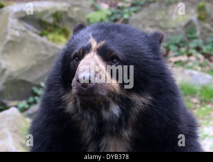 Spectacled oder Anden Bär (Tremarctos Ornatus), vor der Kamera, detaillierte Nahaufnahme des Kopfes Stockfoto