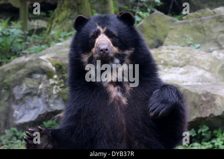 Spectacled oder Anden Bär (Tremarctos Ornatus) steht auf den Hinterbeinen, Pfoten in die Luft Stockfoto