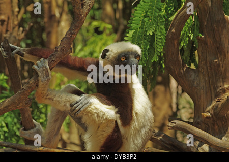 Ein Coquerel-Sifaka - Propithecus Verreauxi coquereli Stockfoto