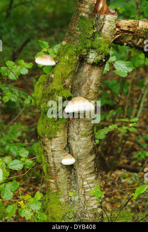 Birke Polypore oder Razorstrop Pilz - Piptoporus betulinus Stockfoto