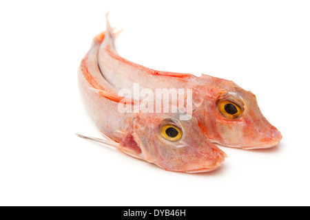 Roter Knurrhahn Fisch (Aspitrigla Cuculus) isoliert auf einem weißen Studio-Hintergrund. Stockfoto