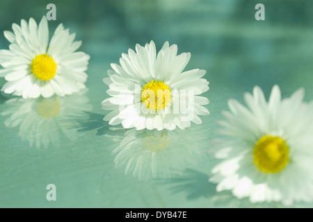 Drei Margeriten hintereinander auf einer Glasoberfläche mit Aqua blau/grün Hintergrund positioniert. Drei Margeriten und deren Reflexionen. Stockfoto