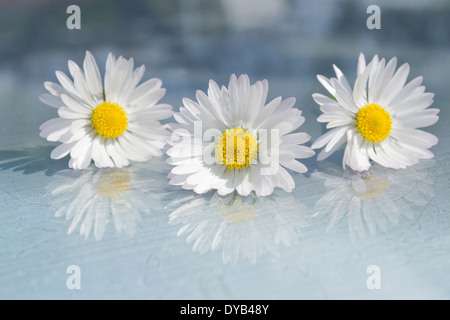 Drei Margeriten hintereinander auf einer Glasoberfläche mit Aqua blau/grün Hintergrund positioniert. Drei Margeriten und deren Reflexionen. Stockfoto