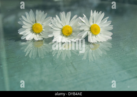 Drei Margeriten hintereinander auf einer Glasoberfläche mit Aqua blau/grün Hintergrund positioniert. Drei Margeriten und deren Reflexionen. Stockfoto