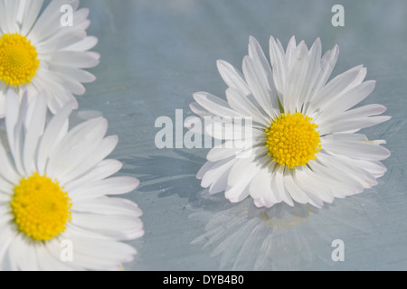 Drei Margeriten hintereinander auf einer Glasoberfläche mit Aqua blau/grün Hintergrund positioniert. Drei Margeriten und deren Reflexionen. Stockfoto