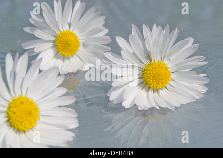 Drei Margeriten hintereinander auf einer Glasoberfläche mit Aqua blau/grün Hintergrund positioniert. Drei Margeriten und deren Reflexionen. Stockfoto