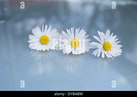 Drei Margeriten hintereinander auf einer Glasoberfläche mit Aqua blau/grün Hintergrund positioniert. Drei Margeriten und deren Reflexionen. Stockfoto