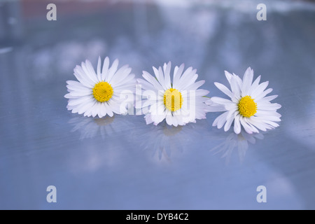 Drei Margeriten hintereinander auf einer Glasoberfläche mit Aqua blau/grün Hintergrund positioniert. Drei Margeriten und deren Reflexionen. Stockfoto