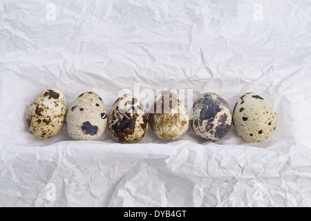 Wachteleier sind klein und bunt. Sie können roh oder gekocht gegessen werden. Die Wachteleier sind hintereinander angeordnet/eingebettet. Stockfoto