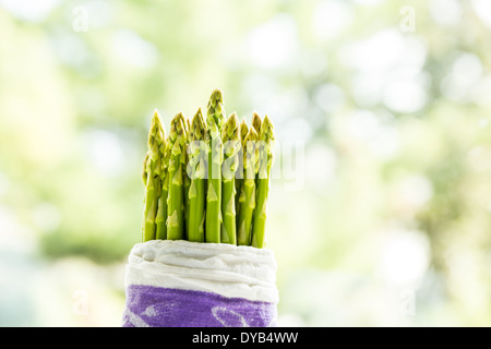 Spargel in einem Tuch gebündelt Stockfoto