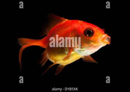 Oranda Goldfisch braten isoliert auf Schwarz Stockfoto