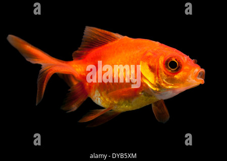Oranda Goldfisch braten isoliert auf Schwarz Stockfoto