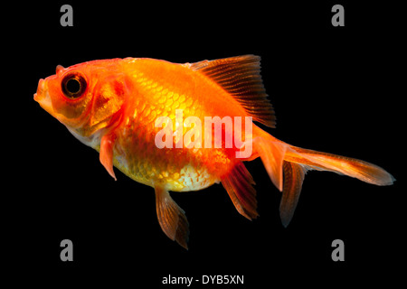 Oranda Goldfisch braten isoliert auf Schwarz Stockfoto