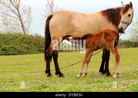 Fohlen ist die Milch von seiner Mutter auf dem Rasen Spanferkel. Stockfoto