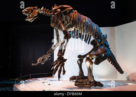 Fossil Skelett einer ausgestorbenen Boden Faultier (Eremotherium). Stockfoto
