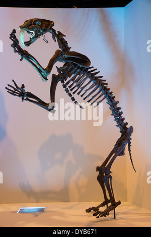 Fossil Skelett von einem Säbelzahntiger (Smilodon). Stockfoto