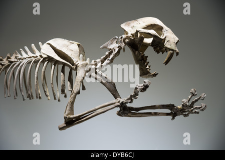 Fossil Skelett einer Säbelzahn-Katze (Dinictis Felina). Oligozän Alter. Stockfoto