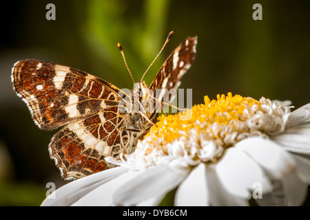 Brauner Schmetterling auf einem Marguerite - große gebändert Äsche (Brintesia Circe) Stockfoto