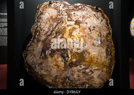 Querschnitt von versteinertem Holz. Stockfoto