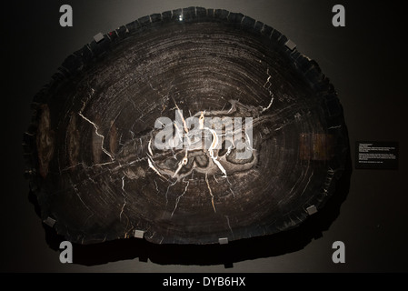 Querschnitt eines höchst ungewöhnlichen schwarzen farbigen versteinertes Holz. Stockfoto