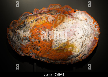 Querschnitt von versteinertem Holz. Stockfoto