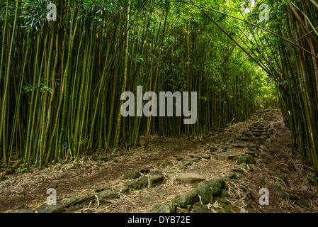 Die magischen und geheimnisvollen Bambus Wald von Maui. Stockfoto