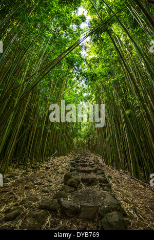 Die magischen und geheimnisvollen Bambus Wald von Maui. Stockfoto