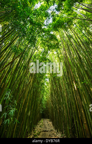 Die magischen und geheimnisvollen Bambus Wald von Maui. Stockfoto