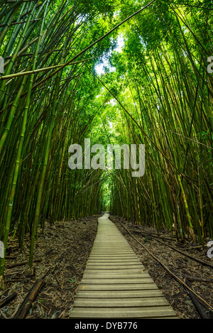 Die magischen und geheimnisvollen Bambus Wald von Maui. Stockfoto