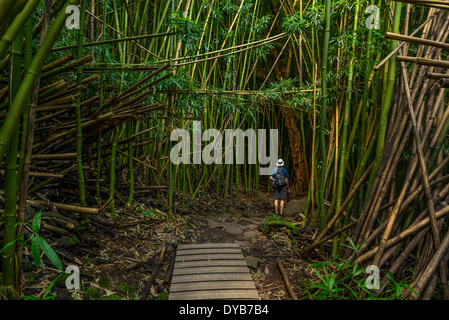 Die magischen und geheimnisvollen Bambus Wald von Maui. Stockfoto
