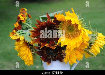 Sonnenblumen Stockfoto