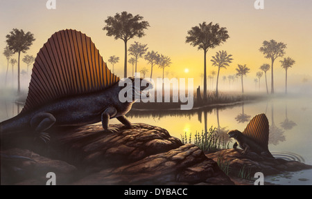 Die segelte zurück Dimetrodon, die eigentlich ein Säugetier-wie Reptil und kein Dinosaurier war, sonnt sich in einem urzeitlichen Sumpf. Stockfoto