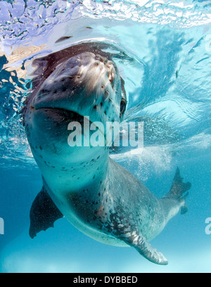 Gesichts Blick auf ein Seeleopard (Hydrurga Leptonyx) während eine enge Begegnung, Astrolabium Island, Antarktis. Stockfoto