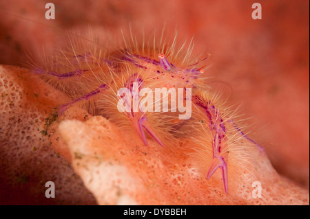 Behaarte hocken Hummer (Lauriea Siagiani) unter einem rosa und Orange gefärbt, Schwamm, Tulamben, Bali, Indonesien. Stockfoto