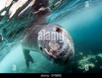 Gesichts Blick auf ein Seeleopard (Hydrurga Leptonyx) während eine enge Begegnung, Astrolabium Island, Antarktis. Stockfoto